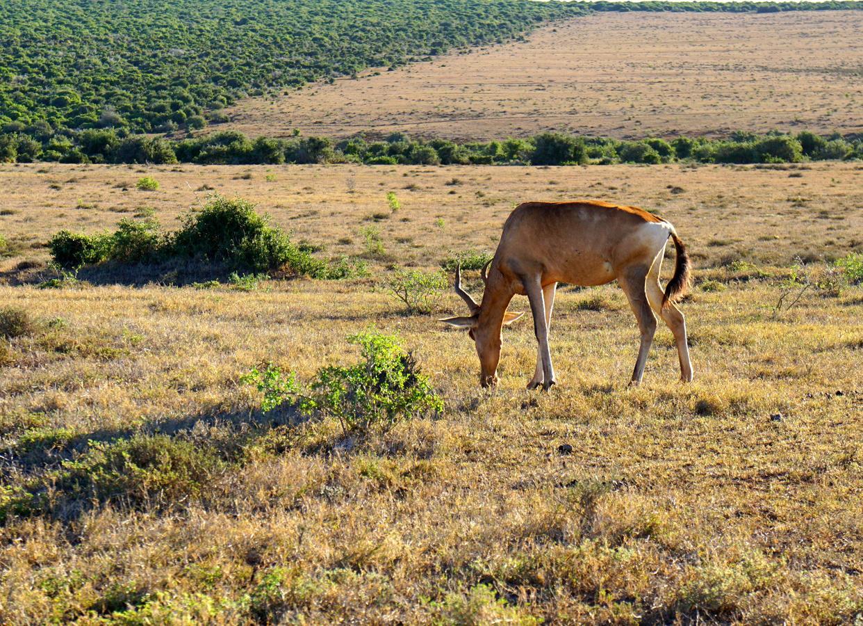 Koedoeskop Private Mountain Reserve Waterford Exterior foto