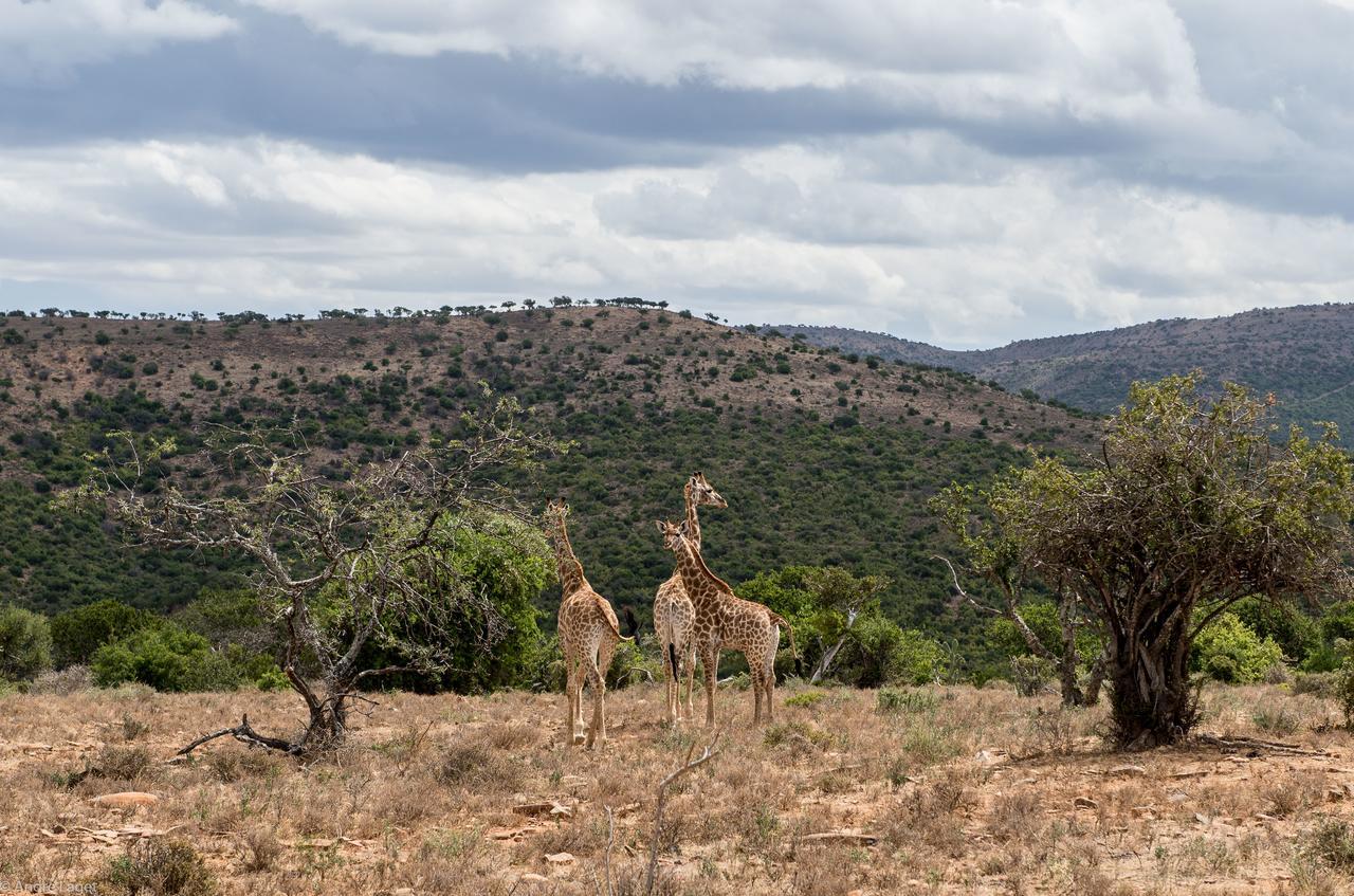 Koedoeskop Private Mountain Reserve Waterford Exterior foto