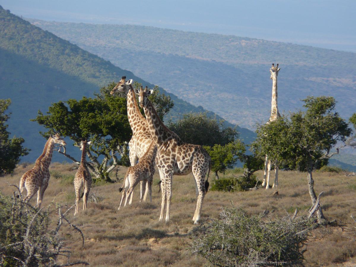 Koedoeskop Private Mountain Reserve Waterford Exterior foto